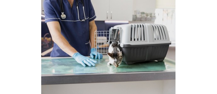 Rollos de PVC flexible: la mejor protección para mesas de trabajo Rollos de PVC flexible: la mejor protección para mesas de trabajo